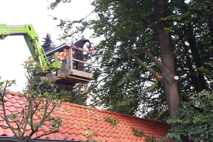 snoeien op hoogte Venlo