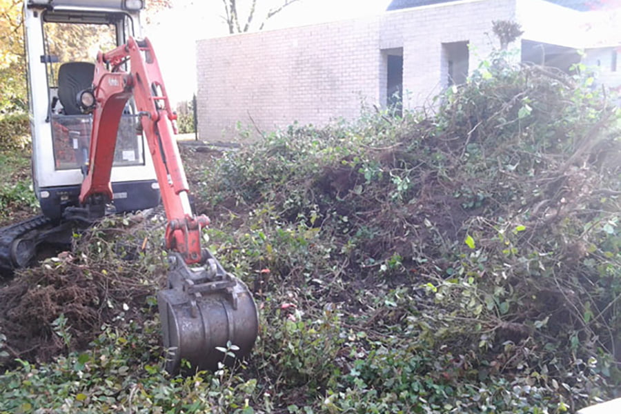 Struiken Tuin