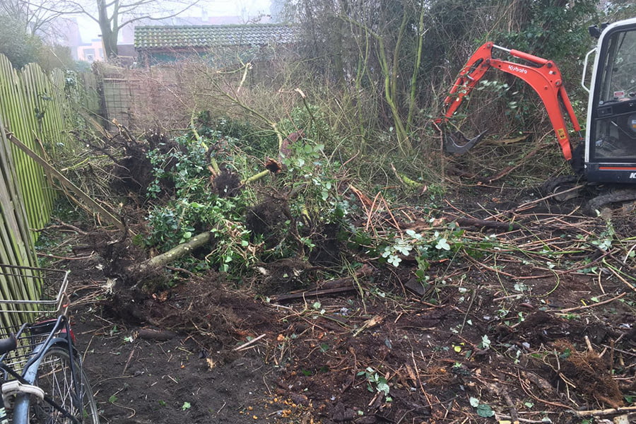 Struiken Tuin