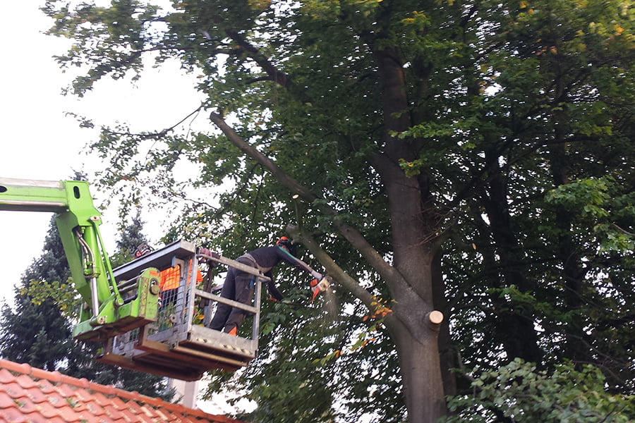 Snoeien op hoogte
